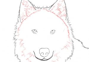 300x210 Wolf Drawings Step - Wolf Drawing Step By Step Pencil