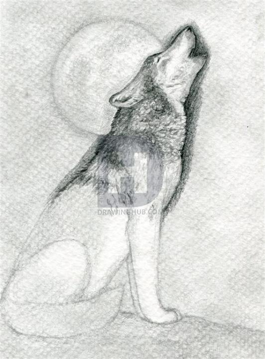 532x720 How To Draw A Howling Wolf, Step - Wolf Drawing Step By Step Pencil