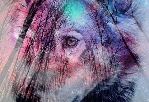 479x329 Wolf Background Tumblr Drawing At Getdrawings Com Free - Wolf Drawing Tumblr