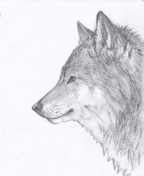 480x584 Wolf Howling Tumblr Drawing - Wolf Drawing Tumblr