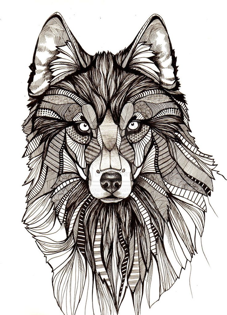 736x1023 Wolf Tattoo Drawing Ideas - Wolf Drawing Tumblr