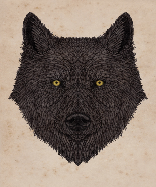 500x600 Drawing Illustration Wolf Artists On Tumblr Pen And Ink John - Wolf Drawing Tumblr