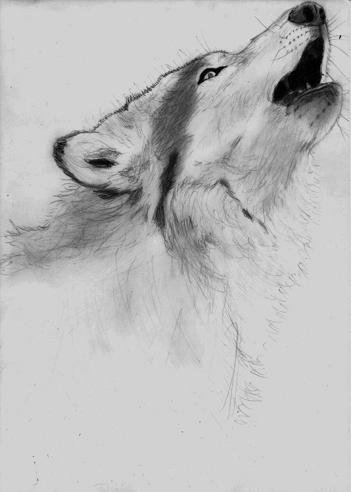 Wolf Drawing Tumblr At Paintingvalley Com Explore Collection Of Wolf Drawing Tumblr