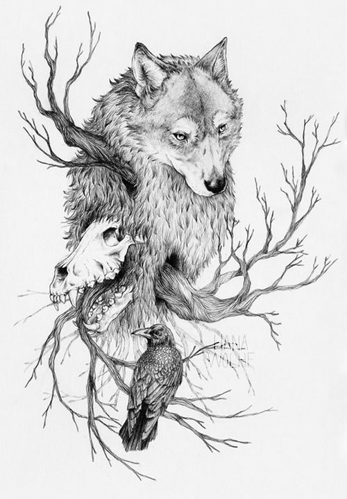 500x719 Wolf Illustration Tumblr - Wolf Drawing Tumblr