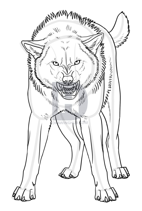 484x720 How To Draw An Angry Wolf, Step - Wolf Drawing Tutorial