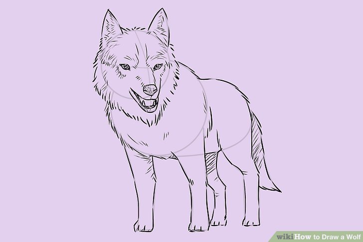 728x485 Ways To Draw A Wolf - Wolf Drawing Tutorial