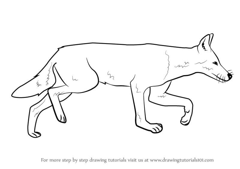 800x565 Learn How To Draw An Ethiopian Wolf - Wolf Drawing Tutorial