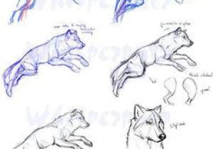 300x210 Wolf Drawing Tutorial Easy How To Draw A Cartoon Lion Step - Wolf Drawing Tutorial