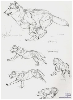 236x324 Wolf Drawing Tutorial Good How I Animated Running Wolf - Wolf Drawing Tutorial