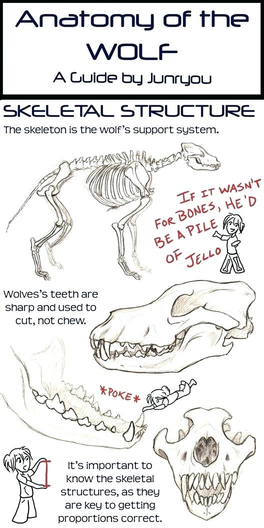 528x1054 wolf skeletal structure realistic wolf drawing tutorial grey wolf - Wolf Drawing Tutorial