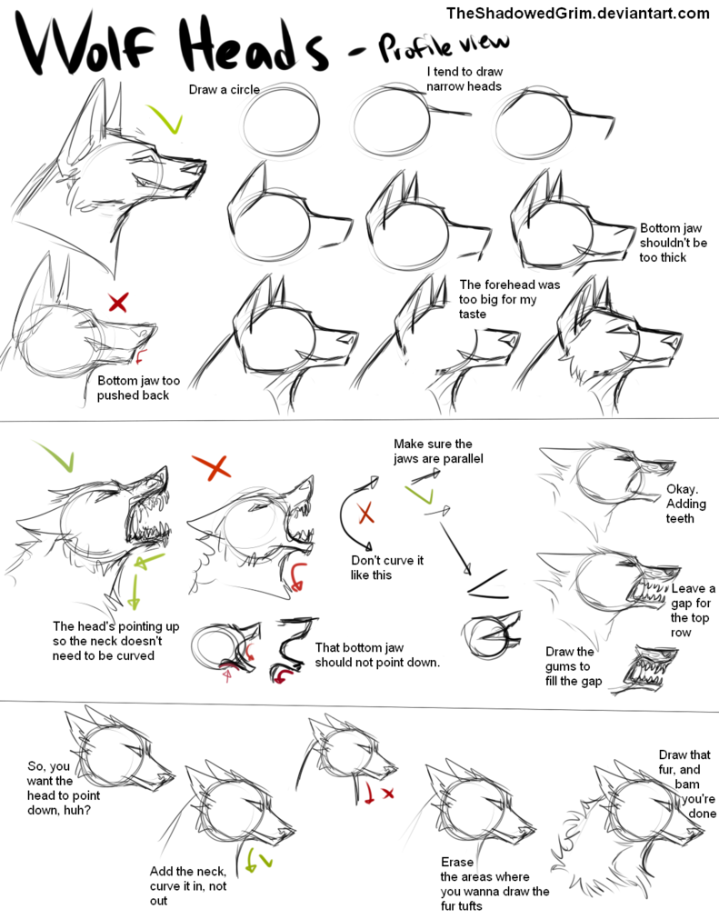 791x1011 How I Draw Wolf Heads - Wolf Drawing Tutorial