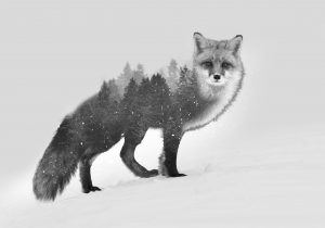 300x210 Nature Wolf Drawing Nature Wolf, Ink Drawing - Wolf Drawing Wallpaper