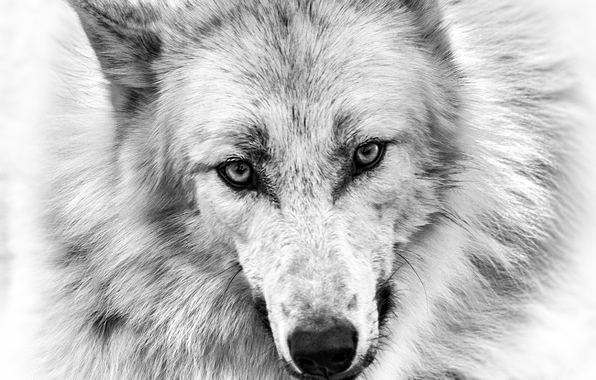 596x380 Olf Drawing Hd Wallpaper, Background Images - Wolf Drawing Wallpaper