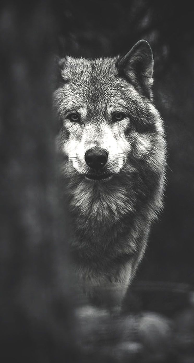 744x1392 Wolf Iphone Wallpapers - Wolf Drawing Wallpaper