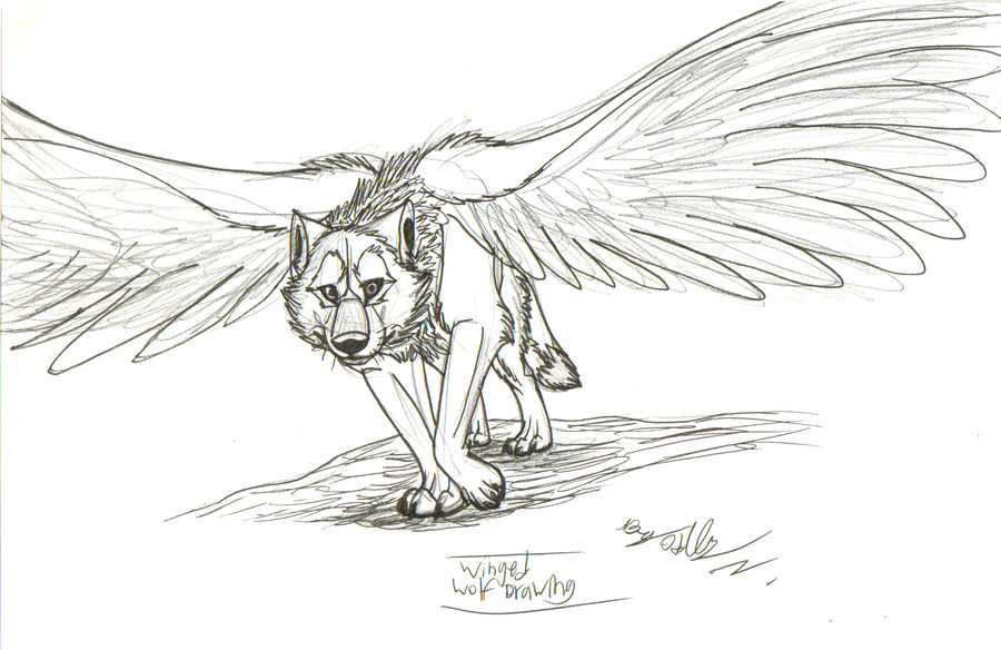 900x584 Winged Wolf Drawing - Wolf Drawing With Wings