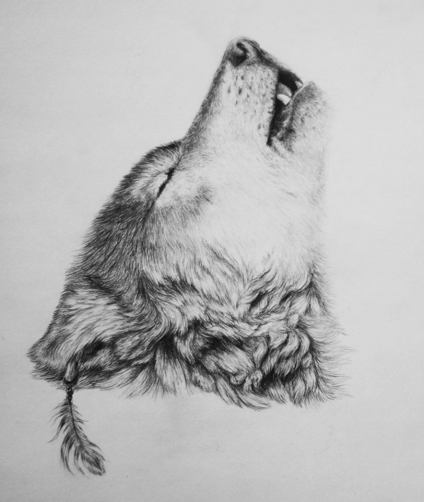 Wolf Drawings In Pencil at PaintingValley.com | Explore collection of ...