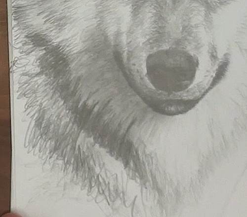 500x440 How To Draw A Wolf In Pencil Online Art Lessons - Wolf Drawings In Pencil