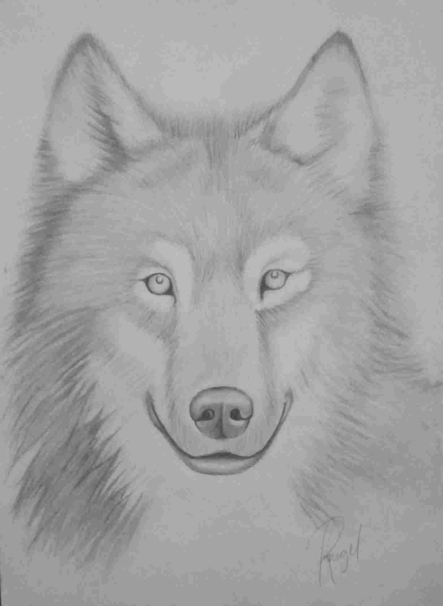 1431x1958 Of A Wolf Pencil Wolf Drawings Download Clip Art On Clipart - Wolf Drawings In Pencil