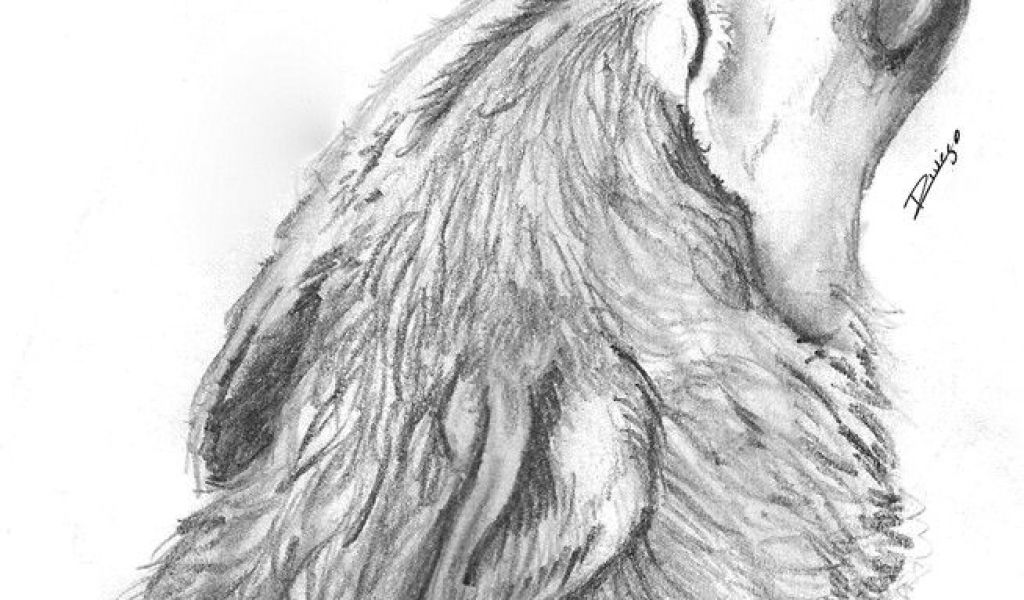 1024x600 Wolves Wolf - Wolf Drawings In Pencil