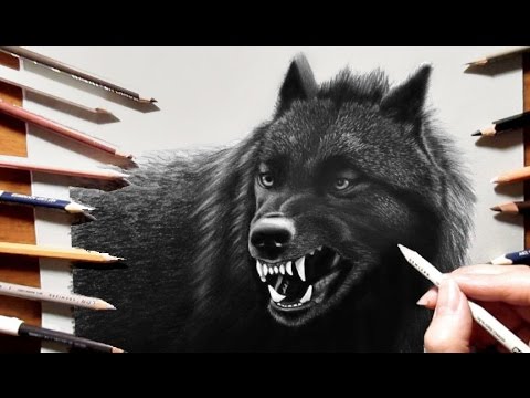 480x360 Pencil Drawing Of A Black Wolf - Wolf Drawings In Pencil