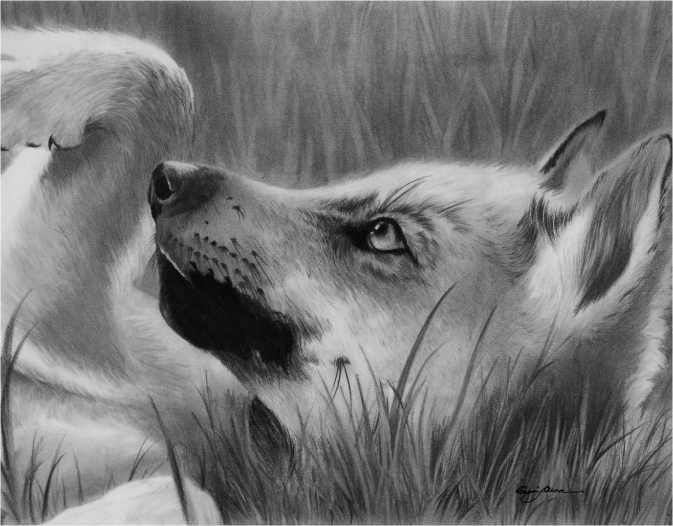 1377x1077 Pencil Drawings Pencil Drawings Of Wolves - Wolf Drawings In Pencil