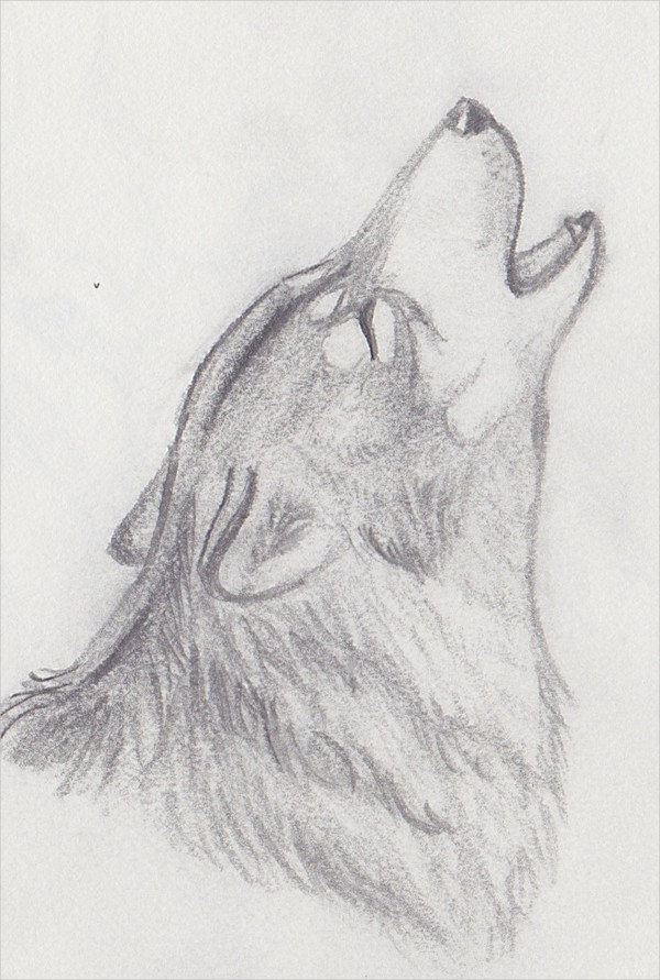 600x891 Wolf Drawings, Pencil Drawings, Sketches Freecreatives - Wolf Drawings In Pencil