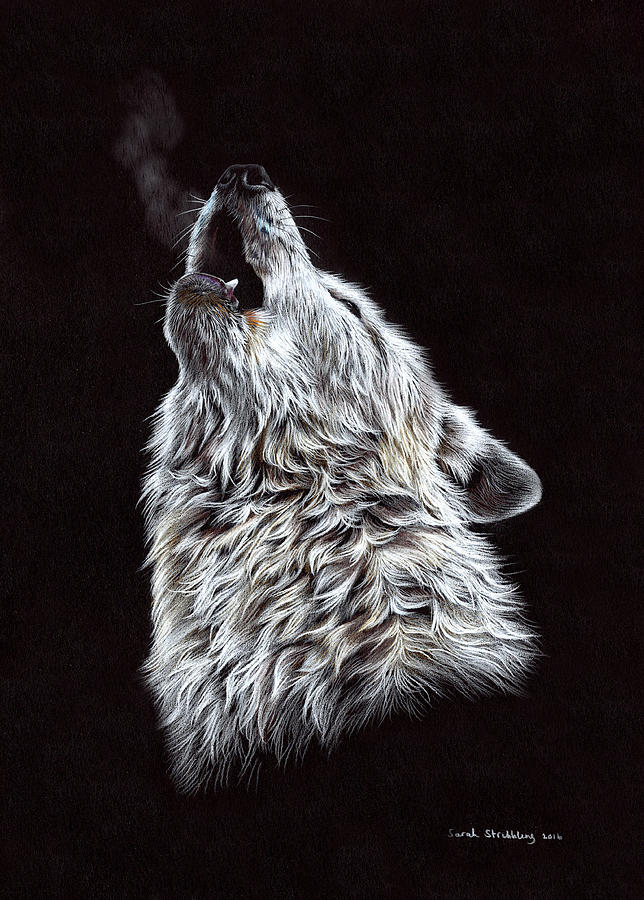 644x900 White Wolf Pencil Drawing Drawing - Wolf Drawings In Pencil