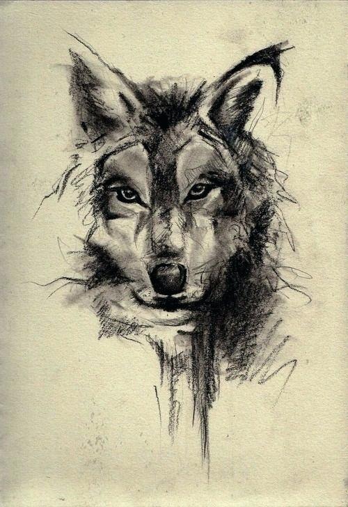 Wolf Drawings In Pencil At Paintingvalley Com Explore Collection Of Wolf Drawings In Pencil