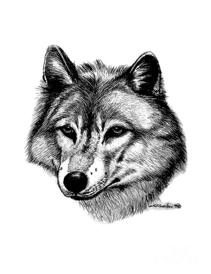 692x900 Wolf In Pencil Drawing - Wolf Drawings In Pencil
