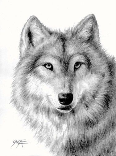 376x504 Wolf Pencil Drawing Limited Edition Print - Wolf Drawings In Pencil