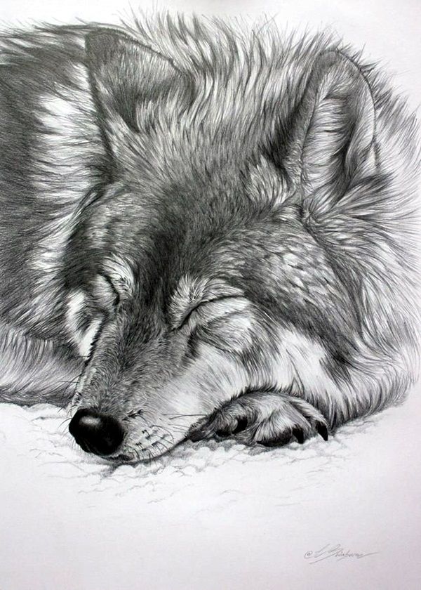 600x840 Realistic Animal Pencil Drawings Drawing Dibujos, Dibujos - Wolf Drawings In Pencil