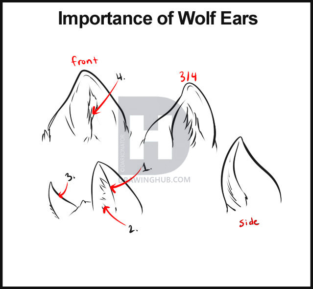 Wolf Ears Drawing at Explore collection of Wolf