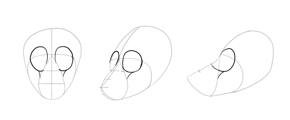 1000x416 how to draw a wolf head and shoulders, knees and paws - Wolf Ears Drawing