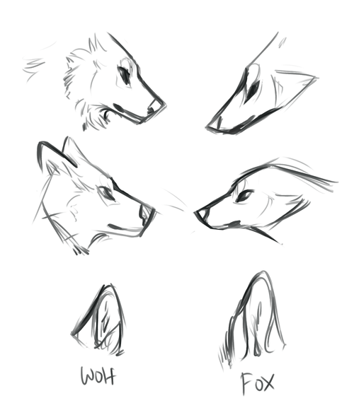 Ear Drawing Reference - Wolf Ears Drawing. 