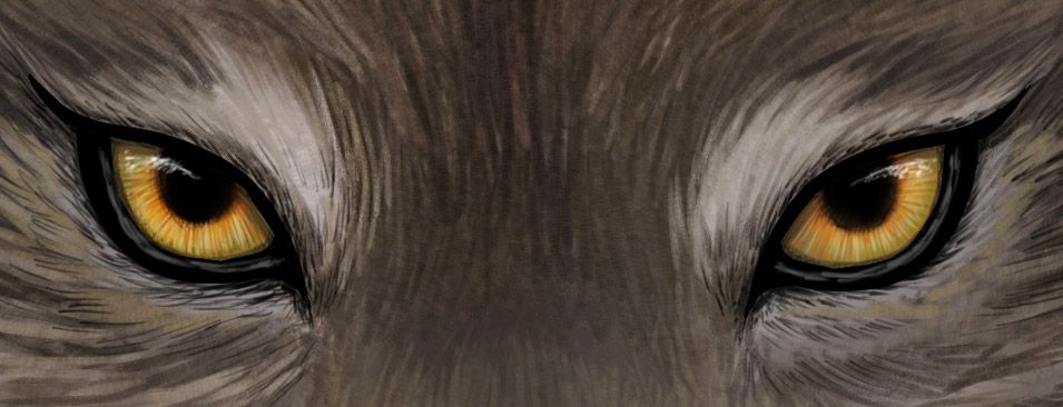 955x366 Image Result For Wolf Eyes Drawing Drawing Wolves Wolf Eye - Wolf Eye Drawing