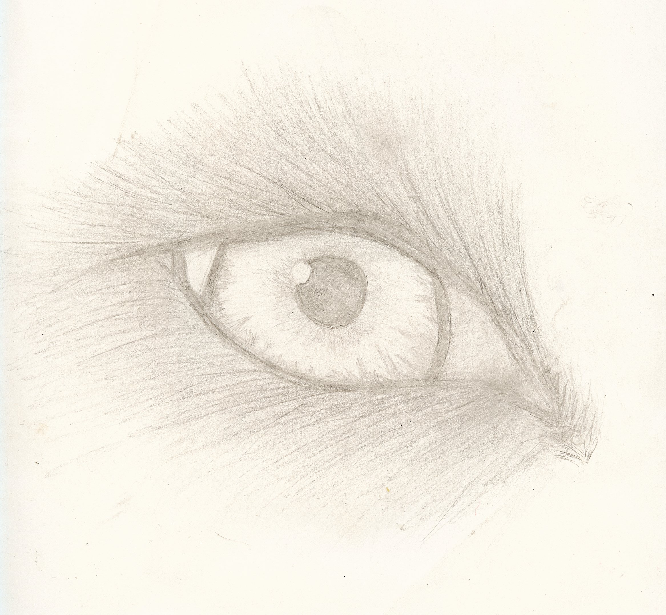 2333x2154 Wolf's Eye Lady Bug Art Creations - Wolf Eye Drawing