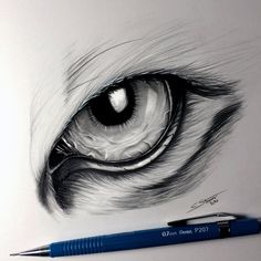 236x236 Wolf Drawing - Wolf Eye Drawing