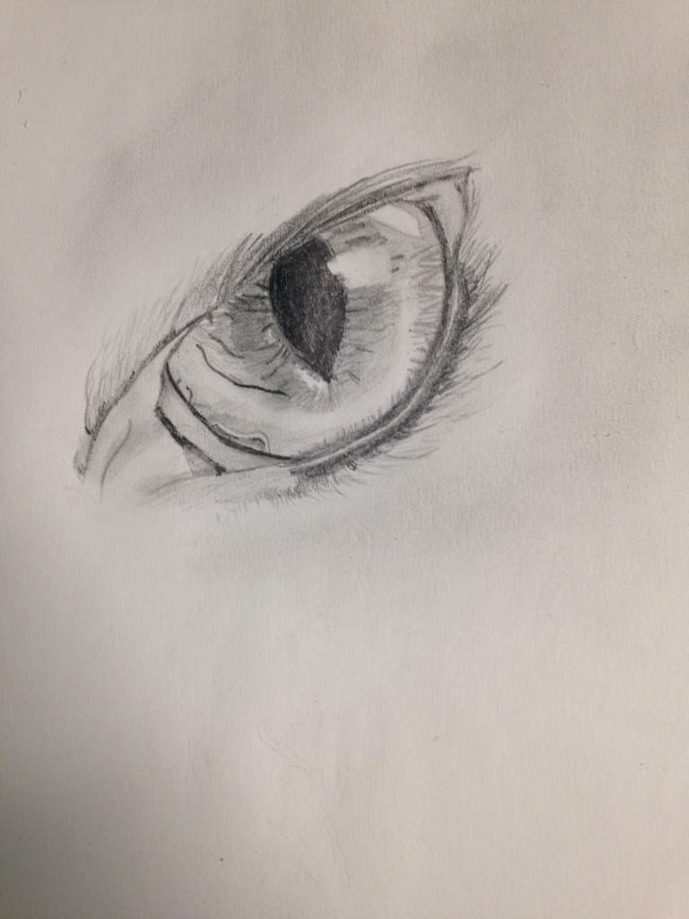 768x1024 Wolf Eye Drawing Furry Amino - Wolf Eye Drawing