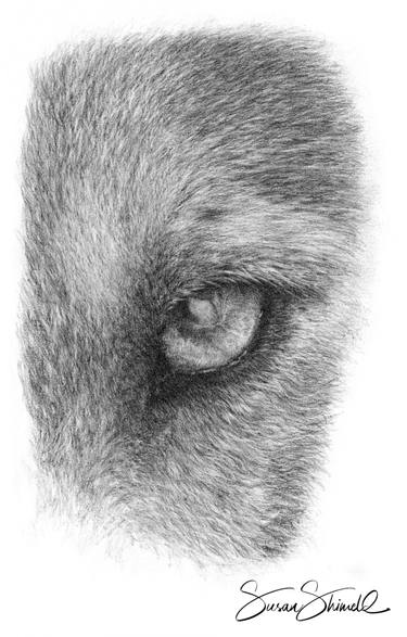 375x587 Wolf Eye Drawing - Wolf Eye Drawing