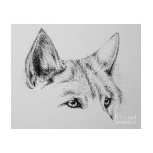 300x300 Wolf Eyes Drawing - Wolf Eye Drawing