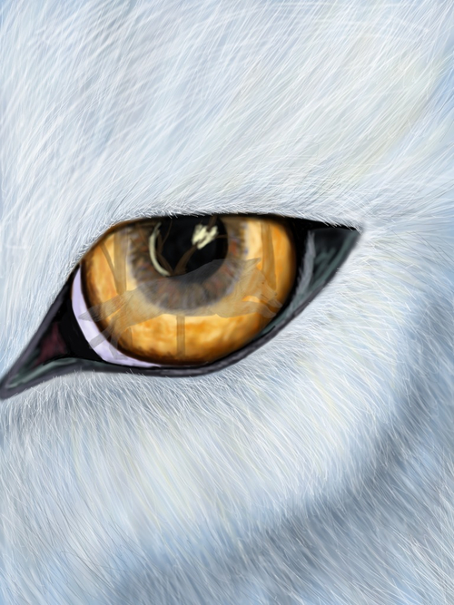 Wolf Eye Drawing at Explore collection of Wolf Eye