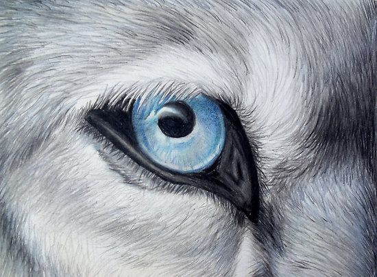 550x405 Wolf Eye Drawing - Wolf Eye Drawing