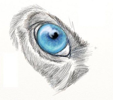 386x341 bbc - Wolf Eye Drawing
