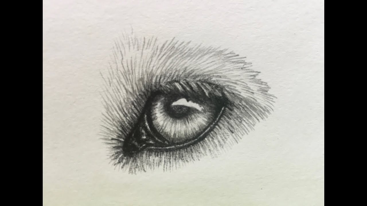 1280x720 Drawing A Wolf Eye - Wolf Eye Drawing