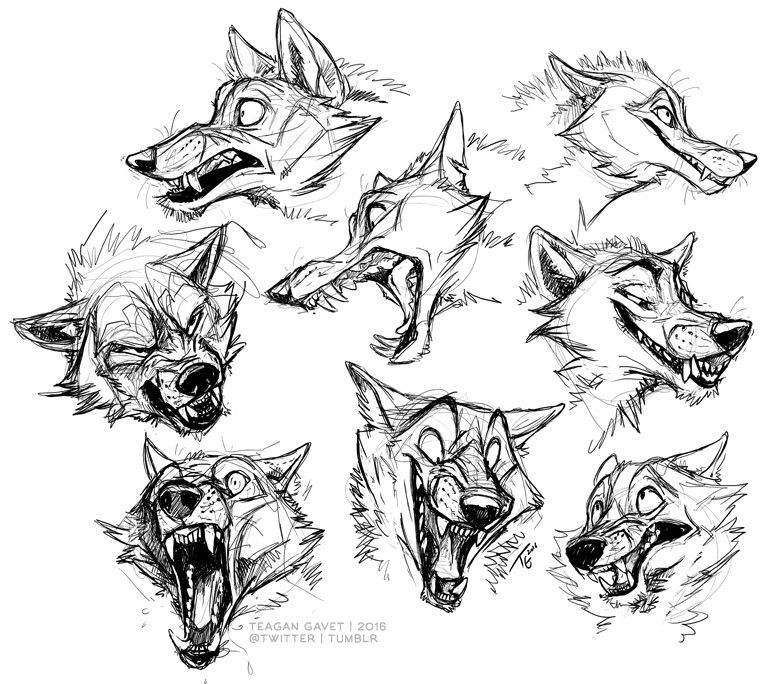 Wolf Face Drawing