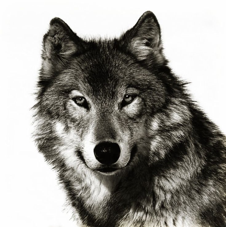 735x740 Grey Wolf Face Drawing - Wolf Face Drawing