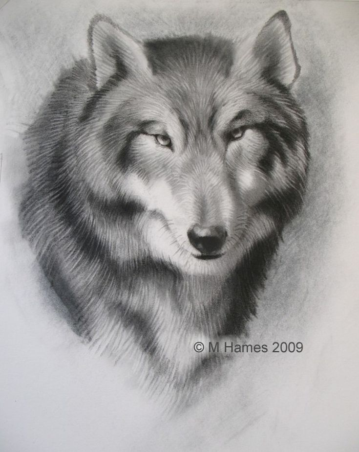 735x924 How To Draw A Easy Wolf Face Drawing Lessons How To Draw A Wolf - Wolf Face Drawing