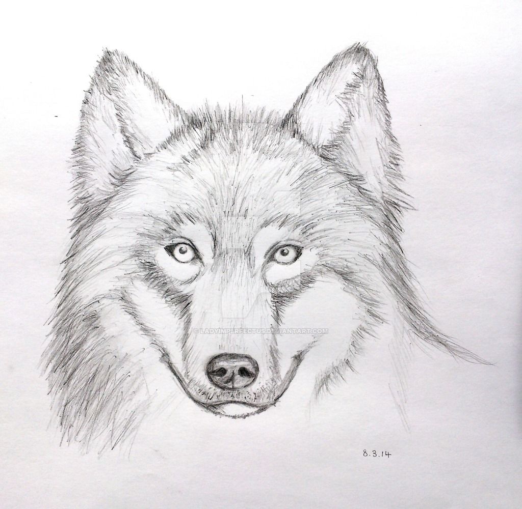 1024x1000 Wolf Drawing Face For Free Download - Wolf Face Drawing