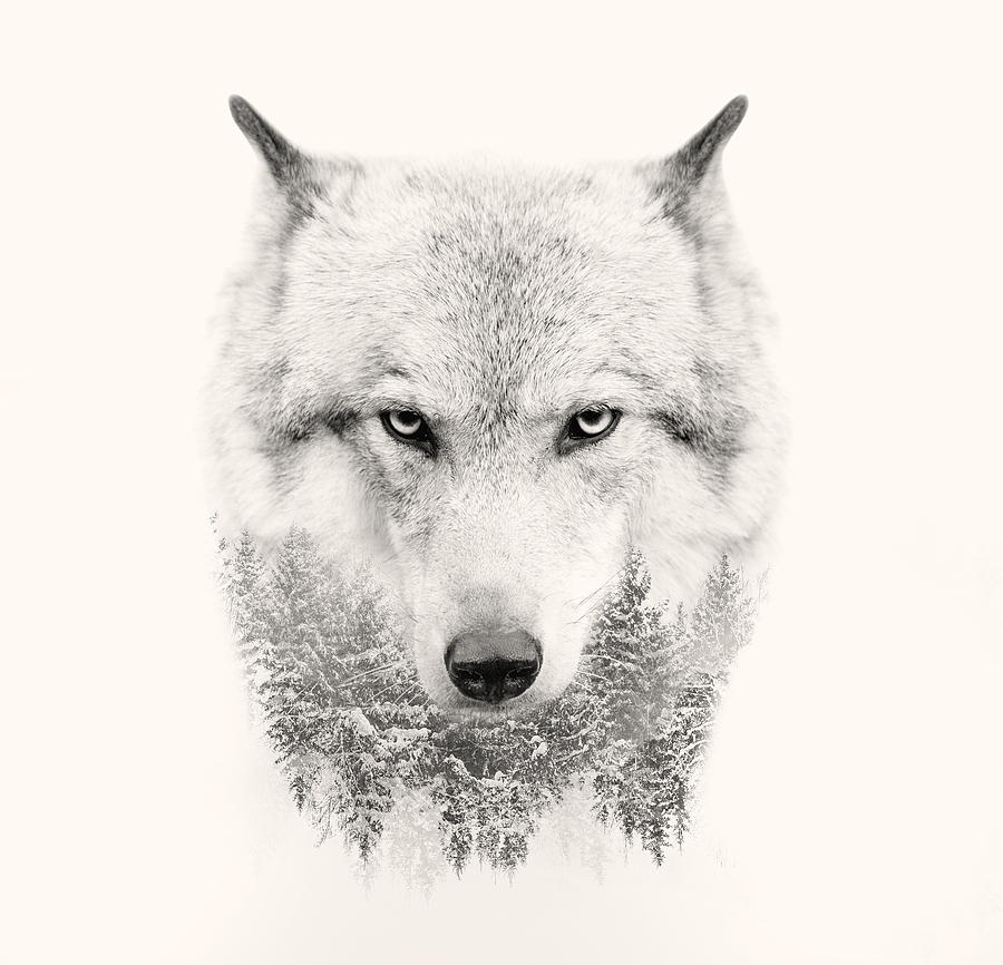900x866 Wolf Face Drawing - Wolf Face Drawing