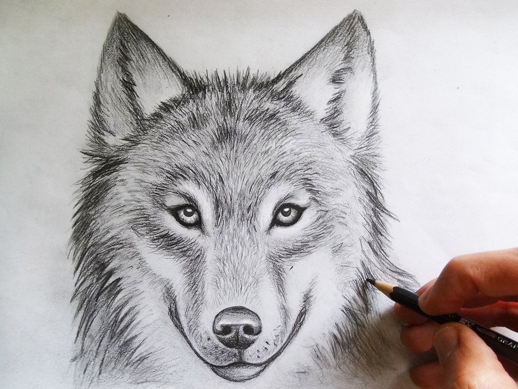 1032x774 wolf face drawing images drawings in wolf face drawing - Wolf Face Drawing